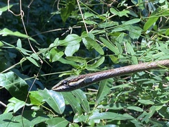 Thelotornis capensis