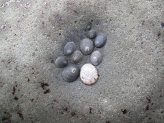 Cellana radians