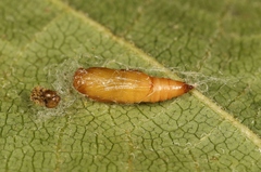 Gymnoscelis rufifasciata