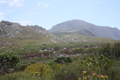 Leucadendron laureolum