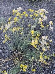 Hymenothrix wislizeni