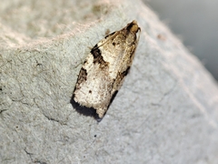 Clepsis spectrana