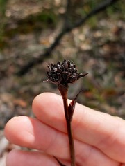 Haemodorum corymbosum