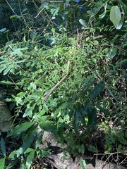 Thelotornis capensis