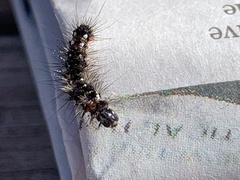Erebidae