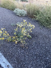 Hymenothrix wislizeni