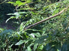 Thelotornis capensis