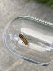 Episyrphus balteatus
