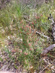 Lasiopetalum rufum