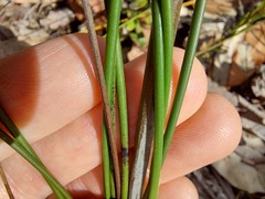 Haemodorum corymbosum