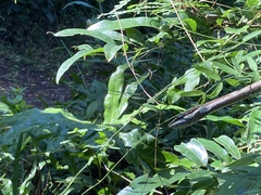 Thelotornis capensis