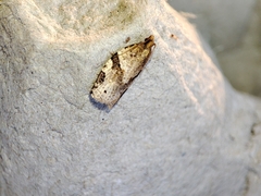 Clepsis spectrana
