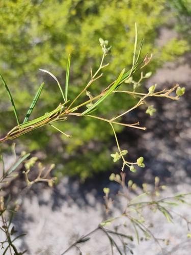 Astrotricha glabra (Astrotricha glabra)