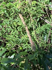 Thelotornis capensis