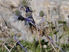 Eryngium bourgatii