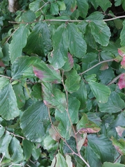 Magnoliopsida
