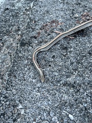 Salvadora deserticola