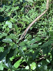 Thelotornis capensis