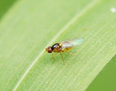 Chloropidae