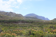 Leucadendron laureolum