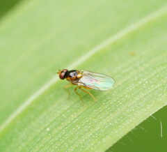Chloropidae