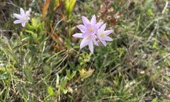 Ixia orientalis