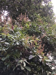 Lagerstroemia speciosa