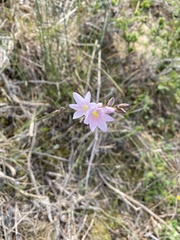 Ixia orientalis