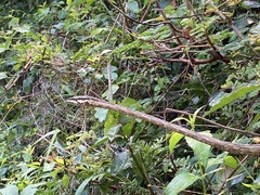 Thelotornis capensis