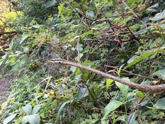 Thelotornis capensis