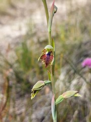 Calochilus campestris