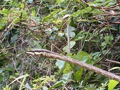 Thelotornis capensis