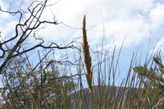 Capeochloa cincta cincta