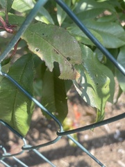 Wilsonomyces carpophilus