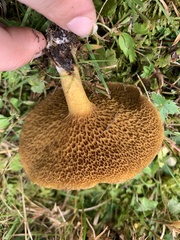 Suillus americanus