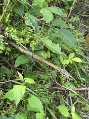 Thelotornis capensis