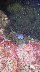 Cerianthus membranaceus