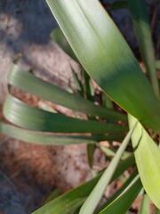Yucca gloriosa
