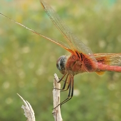Urothemis signata