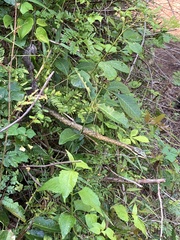 Thelotornis capensis