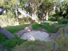 Cenchrus clandestinus