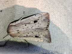 Leucania joannisi