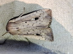 Leucania joannisi