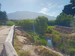 Cenchrus clandestinus