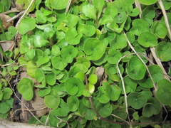 Dichondra