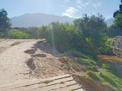 Cenchrus clandestinus