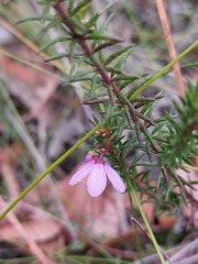 Tetratheca neglecta