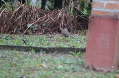 Turdus amaurochalinus