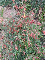 Lasiopetalum rufum