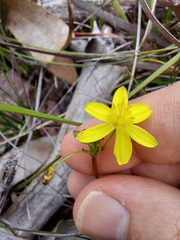 Tricoryne simplex